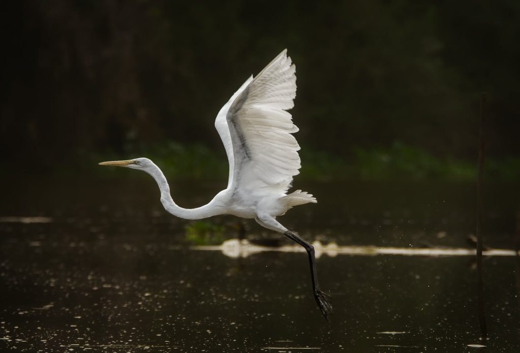 large water birds on lake