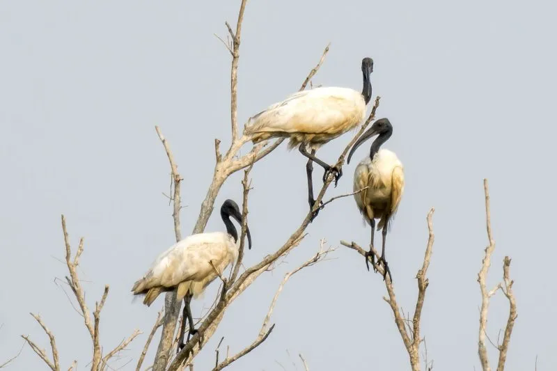 Black-Headed Ibis on a tree at Prek Toal