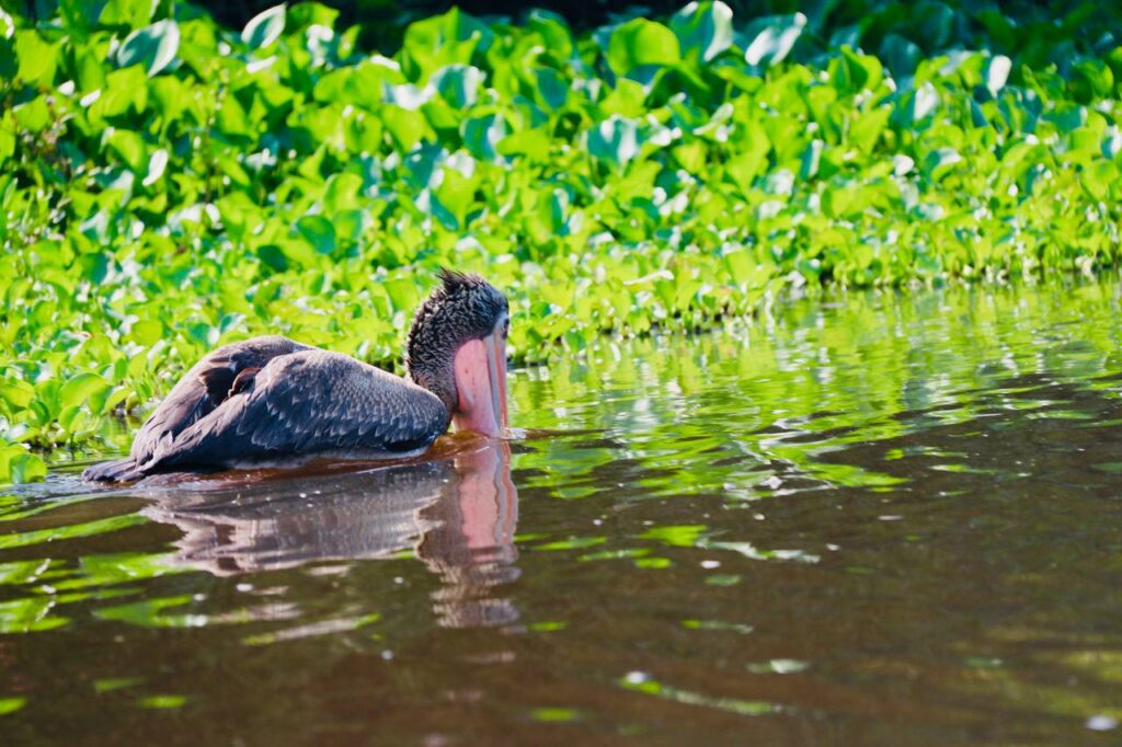 A Spot-billed Pelican in the water, dipping its beak below the surface with green foliage and sunlight reflections on the river.